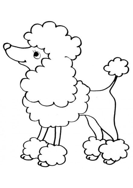 Dibujo para Colorear: Caniche