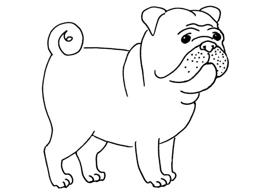 Dibujo para Colorear: Pug