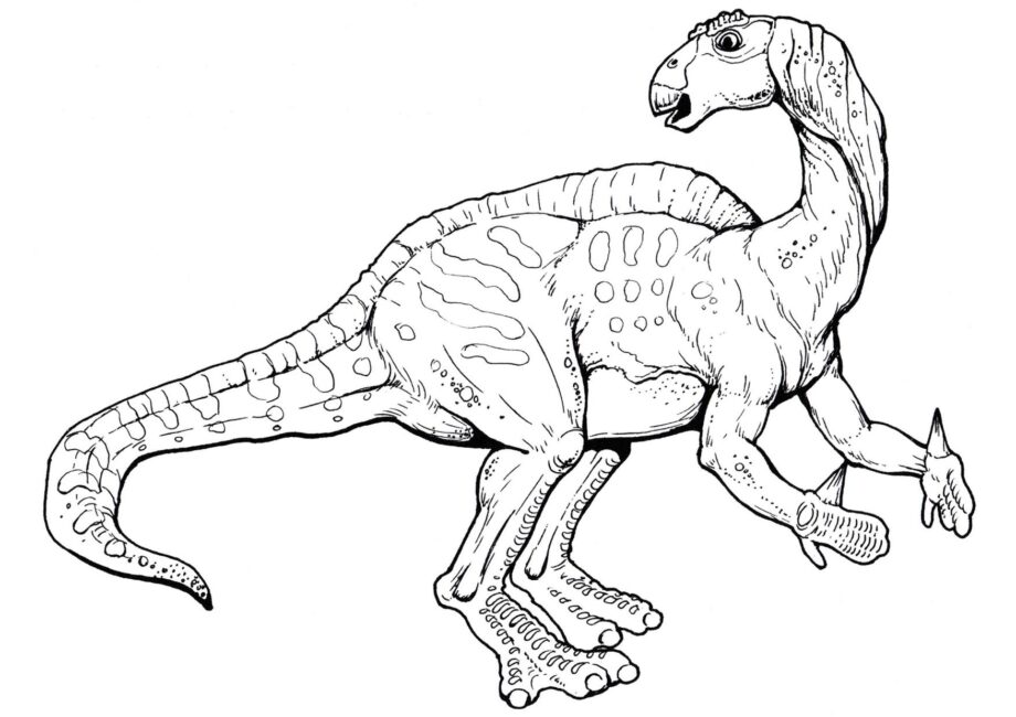 Dibujo para Colorear de Iguanodon