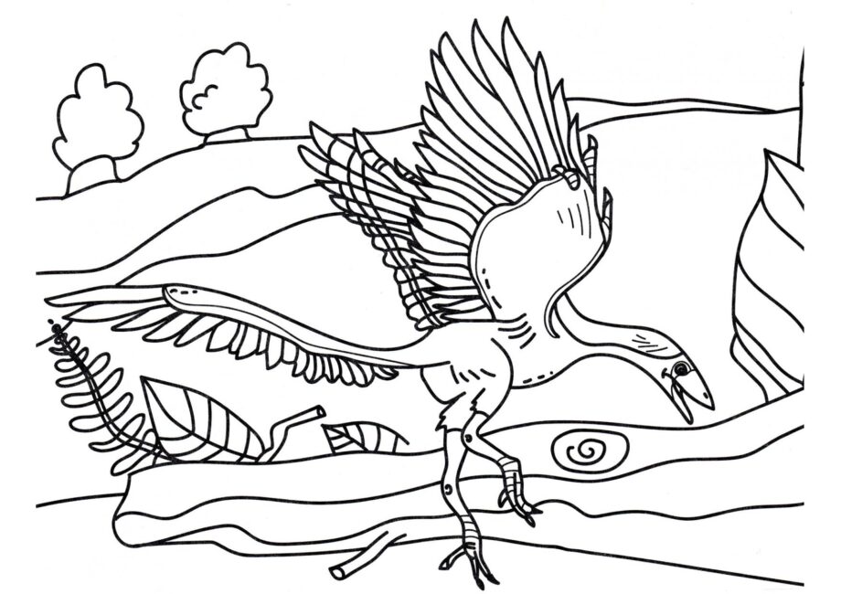 Dibujo para Colorear de Archaeopteryx