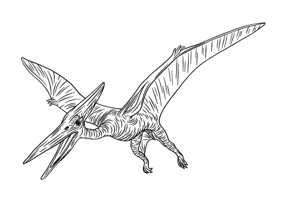 Dibujo para Colorear de Pteranodon en Vuelo