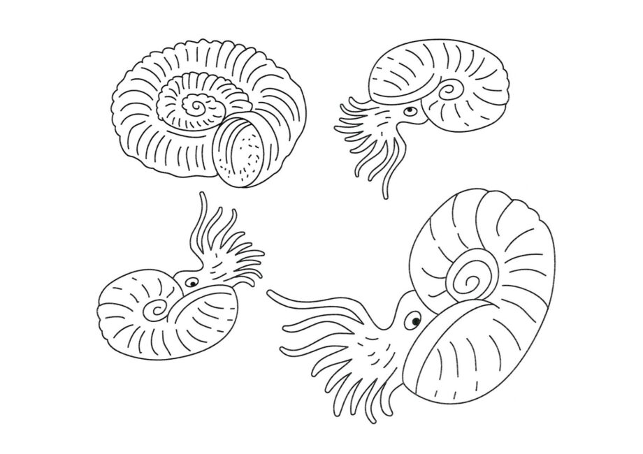 Dibujo para Colorear de Moluscos Ammonite